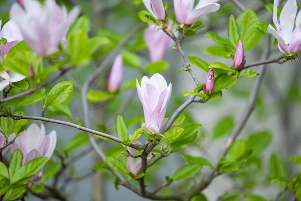 Blossoming Magnolia Tree Spring — Stock Photo, Image