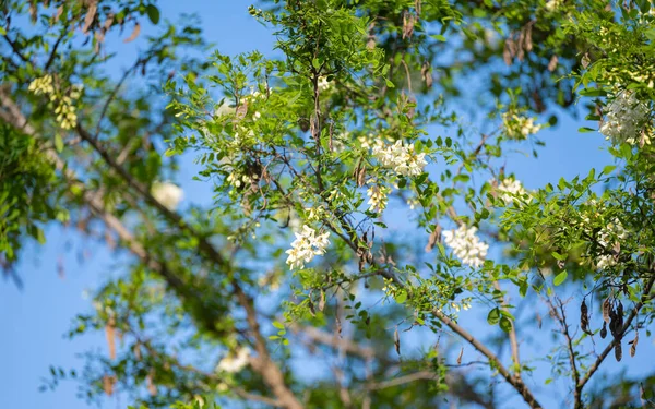 Acacia Blanca Contra Cielo Azul — Foto de Stock
