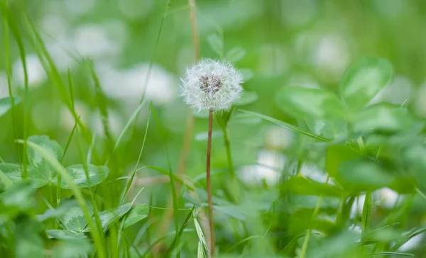 草原の夏の花 — ストック写真