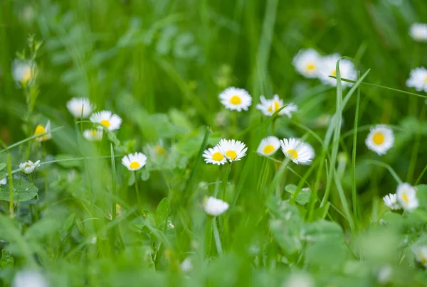 Summer Flowers Meadow — Stock Photo, Image