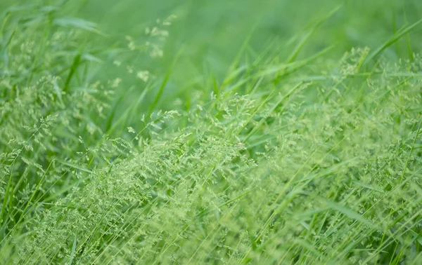 Зелена Трава Лузі — стокове фото