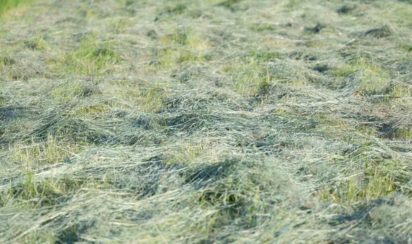 草原の緑の草 — ストック写真