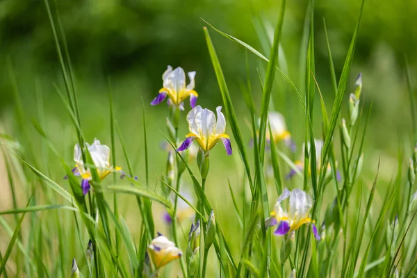 Irisblume Wächst Einem Blumenbeet — Stockfoto