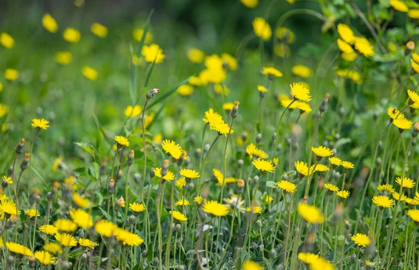 生长在草地上的黄色花朵 — 图库照片