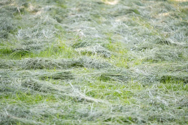 Gras Maaien Het Weiland — Stockfoto
