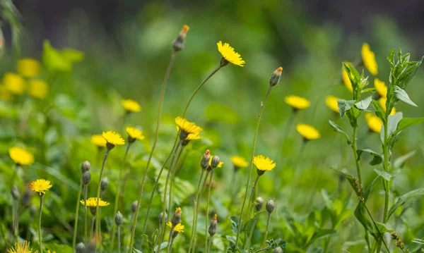 Fleurs Jaunes Poussant Dans Prairie — Photo