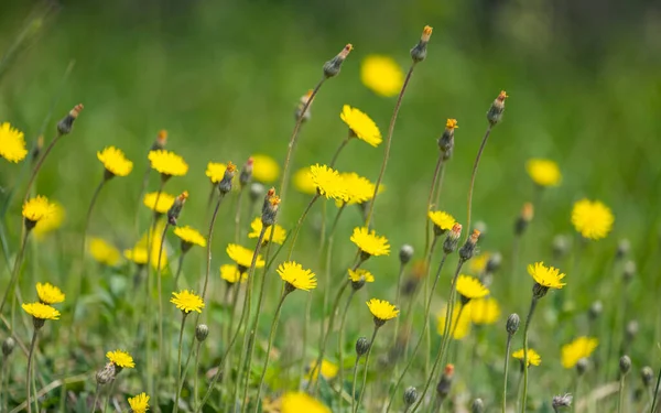 Yellow Flowers Growing Meadow — Stock Photo, Image