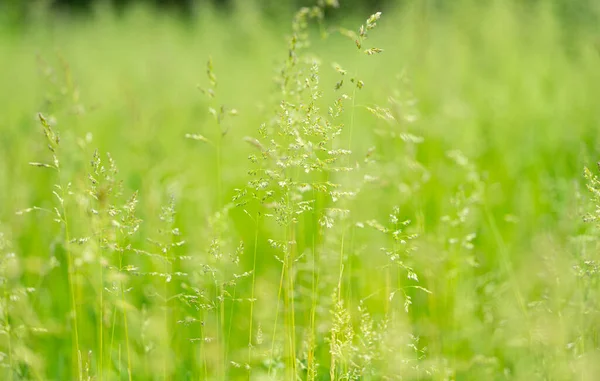Grönt Gräs Ängen — Stockfoto