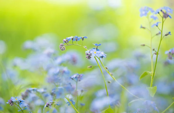 Çiçeklerin Arasında Büyüyen Narin Unutma Beni Çiçekleri — Stok fotoğraf