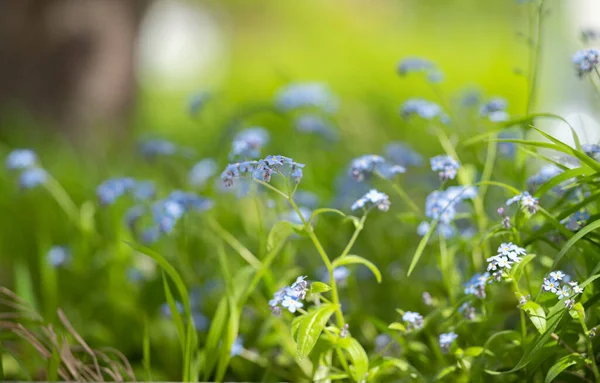 花壇で成長する繊細な忘れられない花 — ストック写真