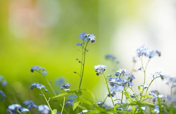 Çiçeklerin Arasında Büyüyen Narin Unutma Beni Çiçekleri — Stok fotoğraf