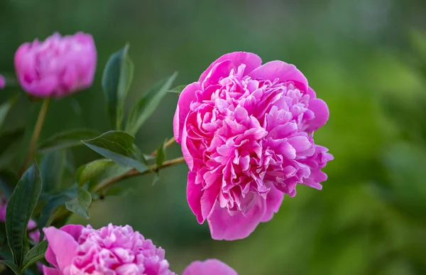 春の花壇のピンク牡丹の花 — ストック写真