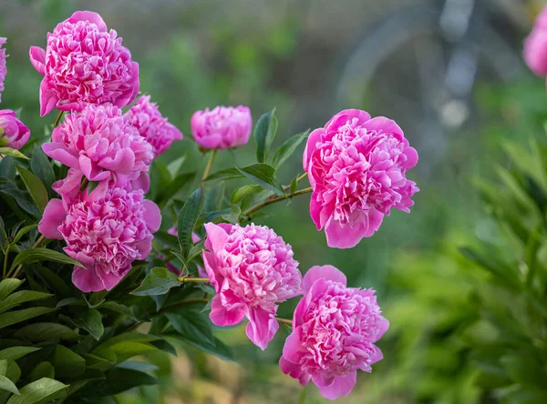 Růžový Pivoňkový Květ Květinovém Záhonu Jaře — Stock fotografie