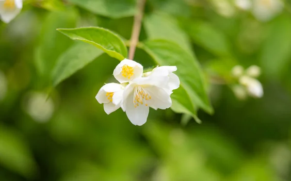 Lkbaharda Çiçek Tarhında Yasemin Çiçeği — Stok fotoğraf