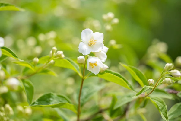 Γιασεμί Λουλούδι Ένα Παρτέρι Την Άνοιξη — Φωτογραφία Αρχείου