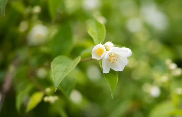 Kwiat Jaśminu Kwietniku Wiosną — Zdjęcie stockowe