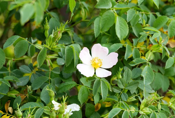 Rosa Selvatica Fiore Vicino — Foto Stock