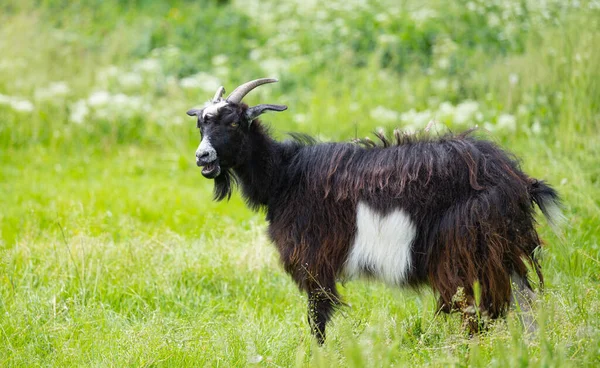 Cabra Negra Pastando Prado —  Fotos de Stock