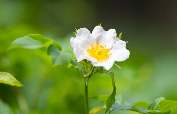 Divoká Růže Květ Zblízka — Stock fotografie