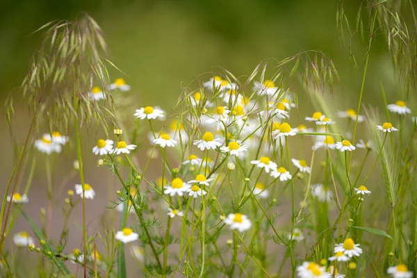 草原の医療用カモミールの花 — ストック写真