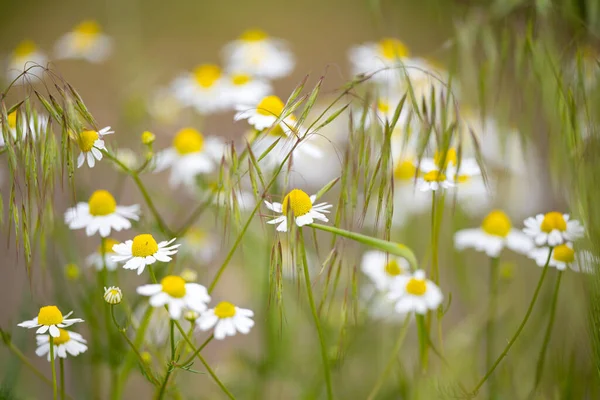 草原の医療用カモミールの花 — ストック写真