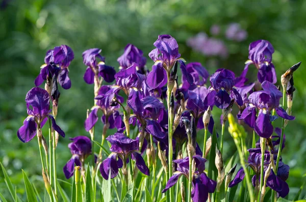 Iris Flower Growing Flower Bed — Stock Photo, Image