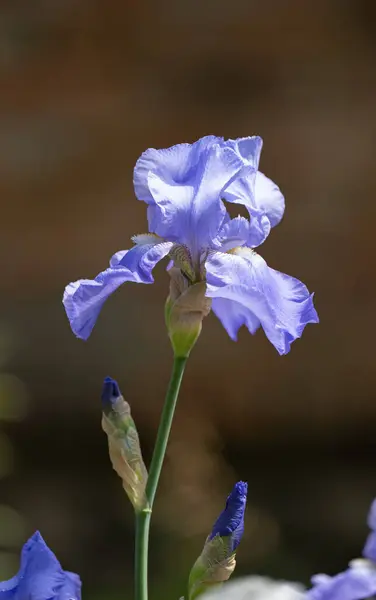 Iris Flower Growing Flower Bed — Stock Photo, Image