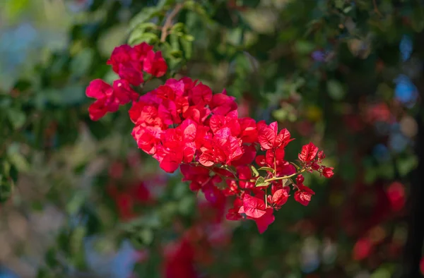 Όμορφο Φόντο Από Μπουκαμβίλιες Λουλούδια — Φωτογραφία Αρχείου