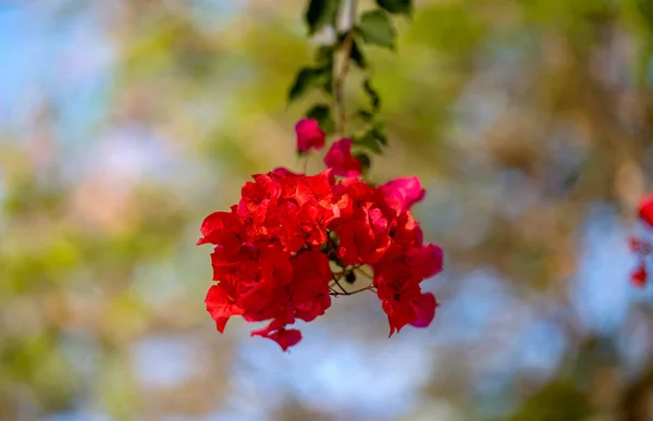 ブーゲンビリアの花の美しい背景 — ストック写真
