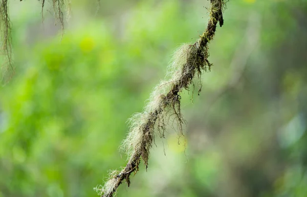马德拉树上的苔藓 — 图库照片