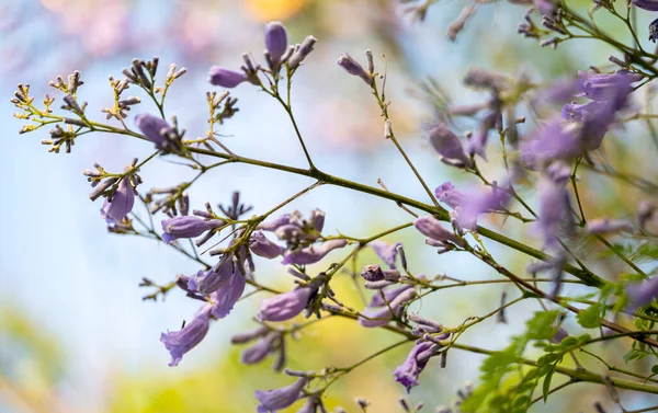 マデイラで咲くジャカランダの花 — ストック写真