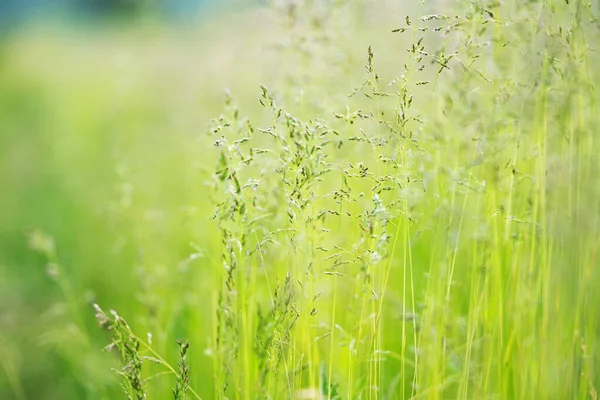Güneşli Bir Çayırda Yeşil Çimen — Stok fotoğraf