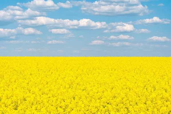 Field Blooming Rapeseed Sunny Day — Stock Photo, Image