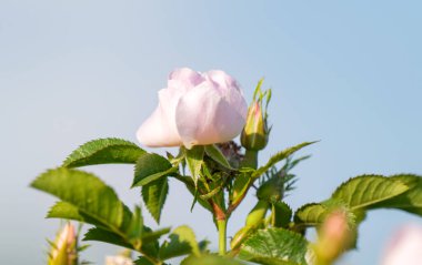 Çayırda açan yaban gülü