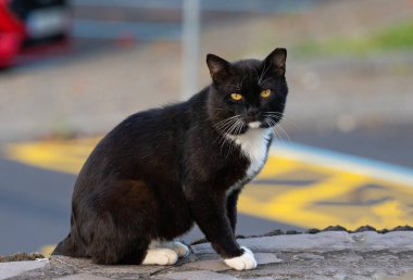 Sokaktaki siyah bir kedinin portresi.
