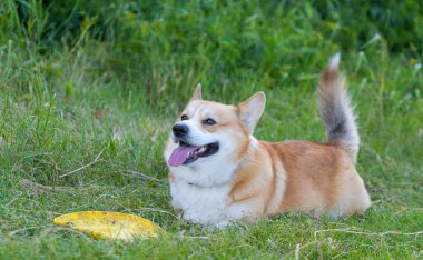 İlkbaharda doğada Galce Corgi portresi