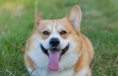 İlkbaharda doğada Galce Corgi portresi