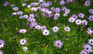 Çiçek tarhında büyüyen osteospermum çiçekleri