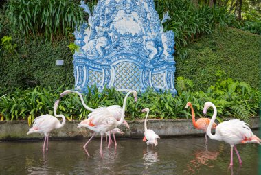 Funchal Park 'taki pembe flamingo.