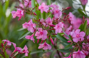 Güzel çiçek açan pembe zakkum. Yakın çekim.