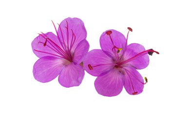 sardunya bohemcumu beyaz arkaplanda izole edildi