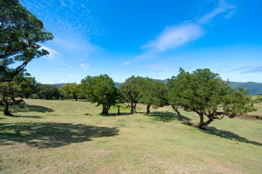 Güneşli bir günde Madeira adasında defne ağaçları