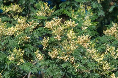 Güneşli bir günde mimoza ağacı