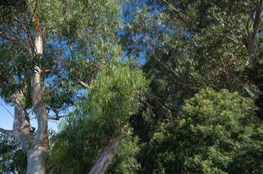 Güneşli bir günde okaliptüs ağacı