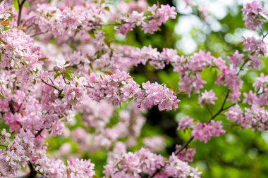 çiçek açan pembe elma ağacının bahar arkaplanı