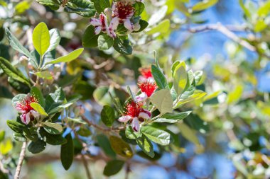 Feijoa çiçekleri ağaçta