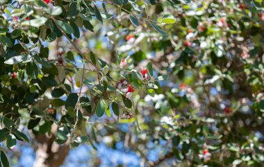 Feijoa çiçekleri ağaçta