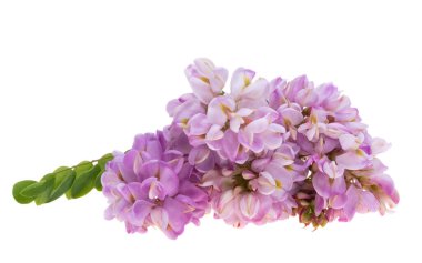 Akasya menekşesi beyaz arkaplanda izole edildi