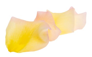 Beyaz arka plan üzerinde izole Sarı gül yaprakları