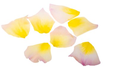 Beyaz arka plan üzerinde izole Sarı gül yaprakları